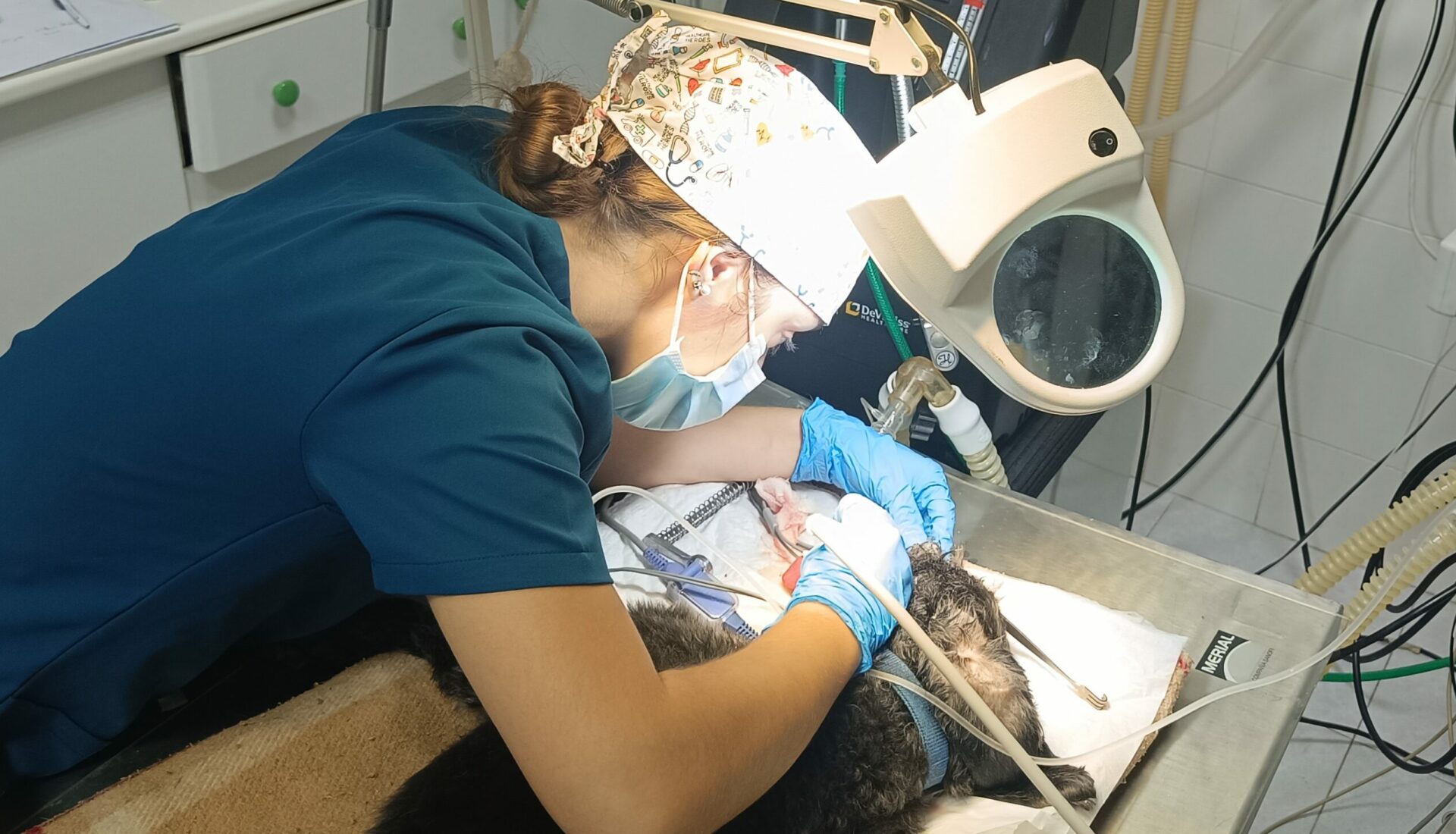 CLINICA VETERINARIA COMARCAL SERVICIOS 2