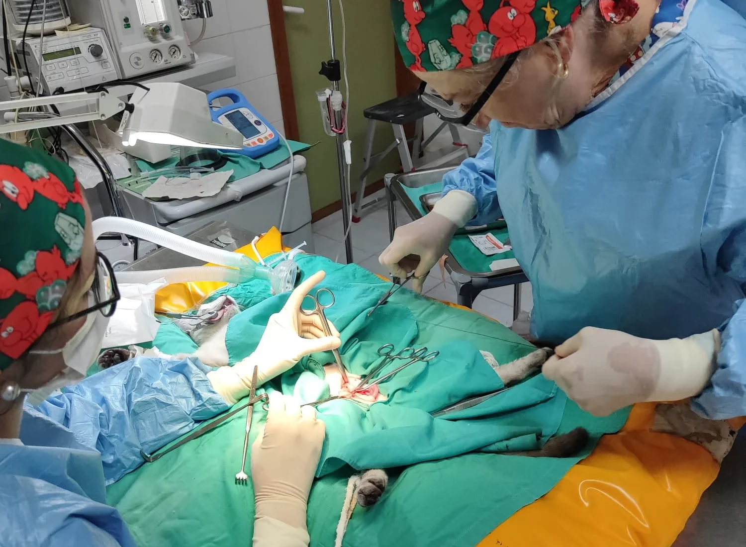ESPECIALISTA VETERINARIA